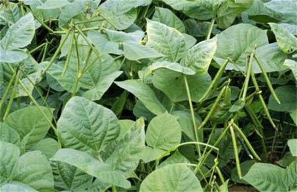 种一亩绿豆成本多少？