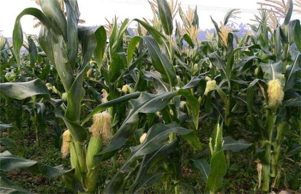 种一亩玉米的成本多少？