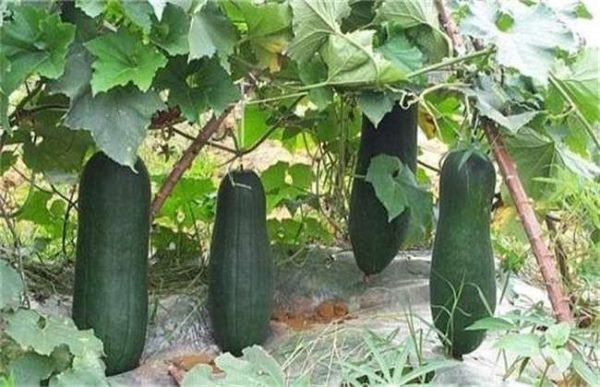 冬瓜什么时候采收