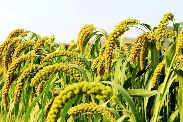 谷子是什么植物