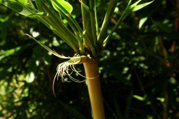 早园竹和青竹区别