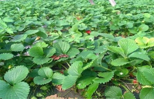 草莓旺长怎么办？