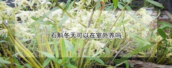 石斛冬天可以在室外养吗