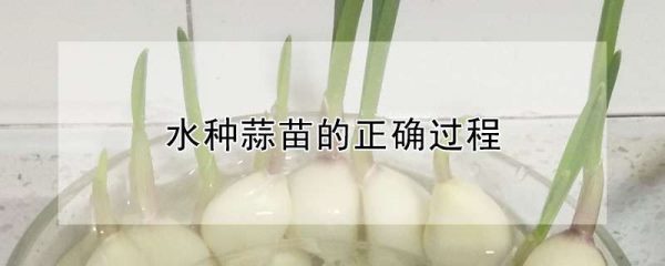 水种蒜苗的正确过程