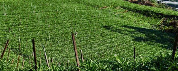 除草剂对土壤的危害