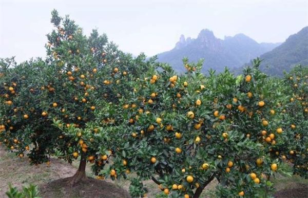 如何解决柑橘大小年