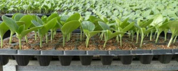 西瓜苗多久浇一次水