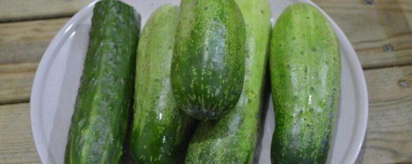 6月份适合种什么蔬菜