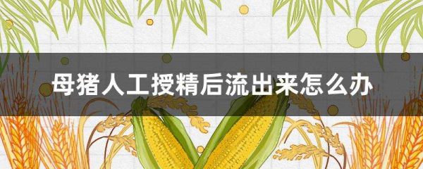 母猪人工授精后流出来怎么办？