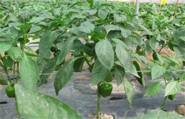 大棚辣椒徒长怎么办？