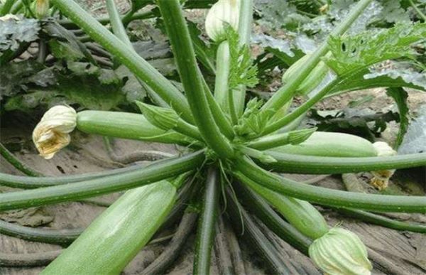 西葫芦徒长该怎么办？