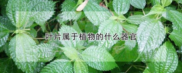 叶片属于植物的什么器官