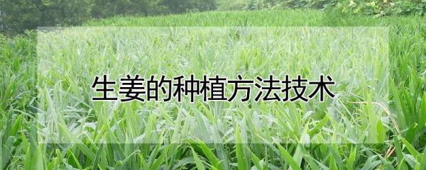 生姜的种植方法技术