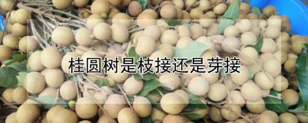桂圆树是枝接还是芽接