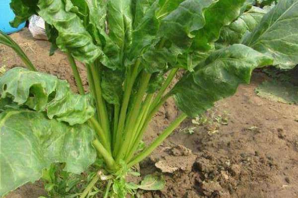 根达菜的种植方法和时间