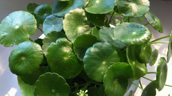 适合室内养的水生植物