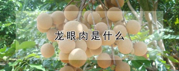 龙眼肉是什么