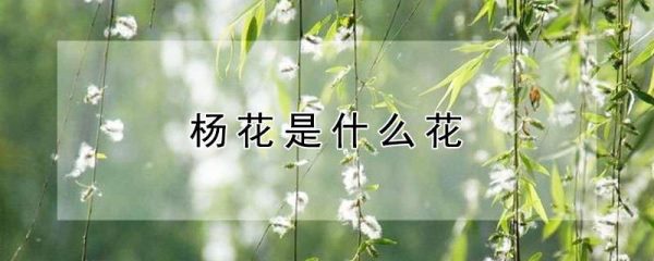 杨花是什么花