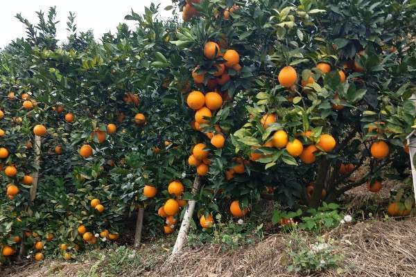 赣南脐橙几月份成熟