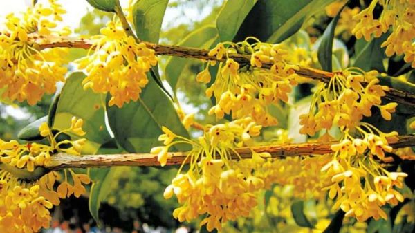 秋天的花有哪些