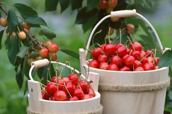 樱桃几月份成熟采摘
