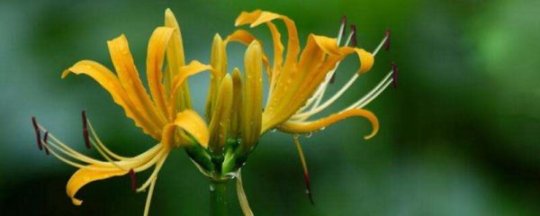 忽地笑花有毒吗