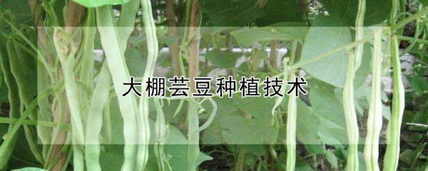 大棚芸豆种植技术