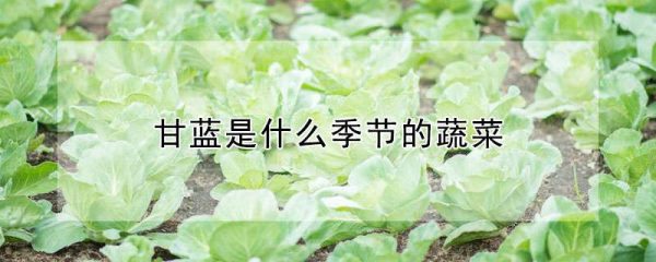 甘蓝是什么季节的蔬菜