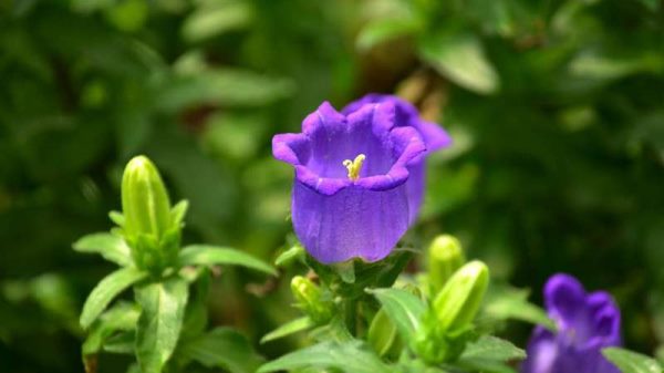 俄罗斯风铃的养殖方法