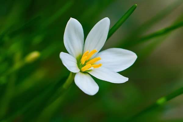 葱兰花怎么不开花