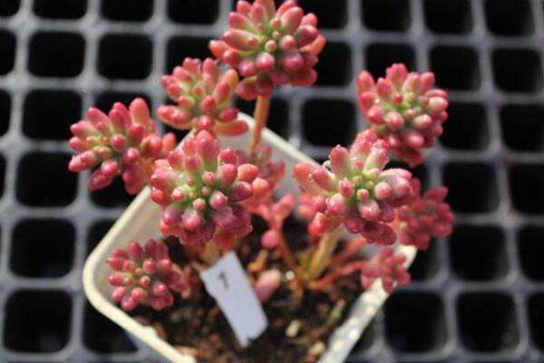 多肉怎么样叫徒长