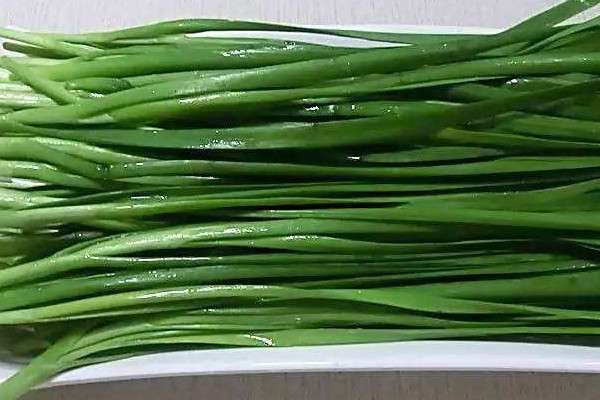 韭菜夏天可以种吗