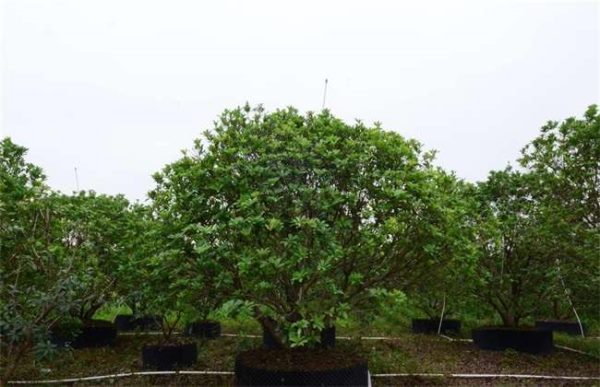 杨梅如何预防大小年