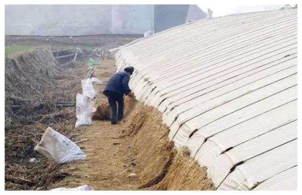 冬季温室大棚低温寡照怎么办？