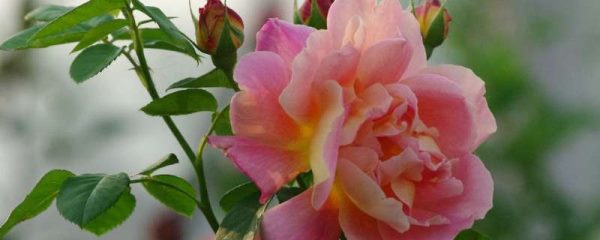 可以扦插的花卉有哪些