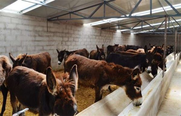 如何提高肉驴的繁殖力