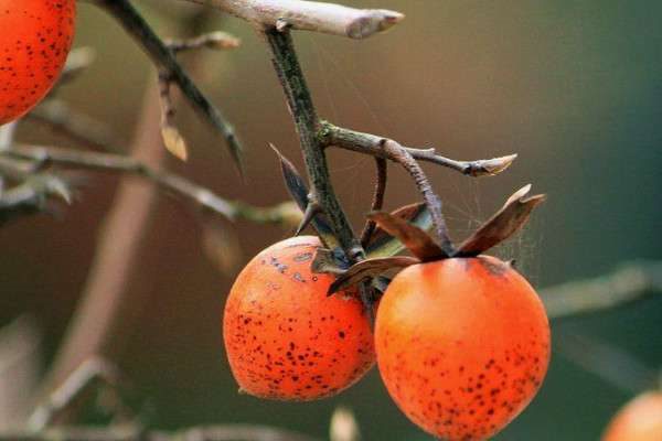 老鸦柿耐寒零下多少度