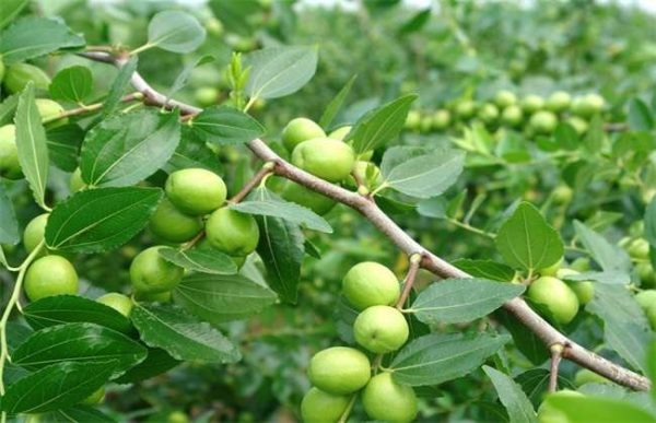 枣树座果率低的原因？