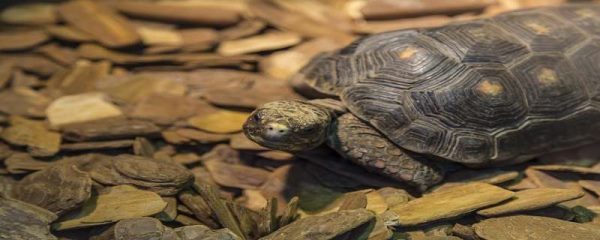 乌龟吃什么食物