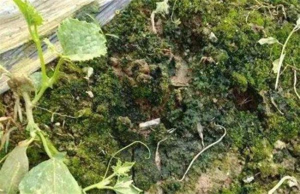 大棚长绿苔怎么办？