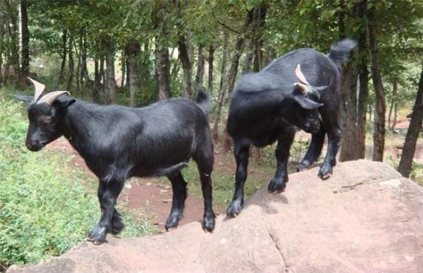 养30只黑山羊要多少钱