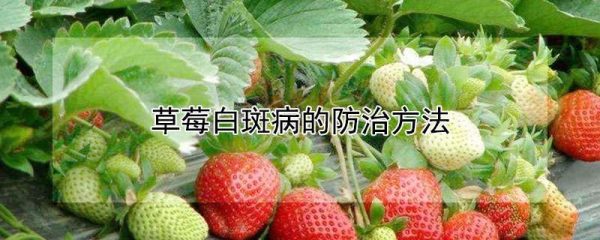 草莓白斑病的防治方法