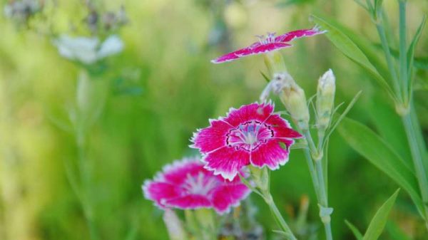 海石竹花有毒吗