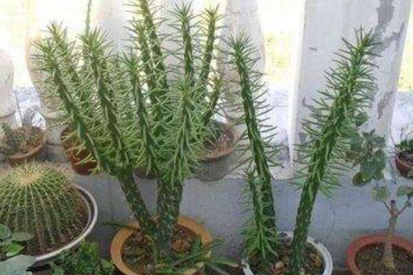 将军柱如何换盆