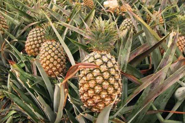 跟菠萝很像的水果