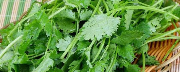 香菜收割是剪还是拔