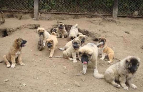 养10只肉狗的利润多少？