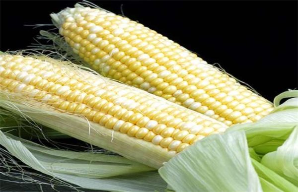 干旱地区适合种植什么？