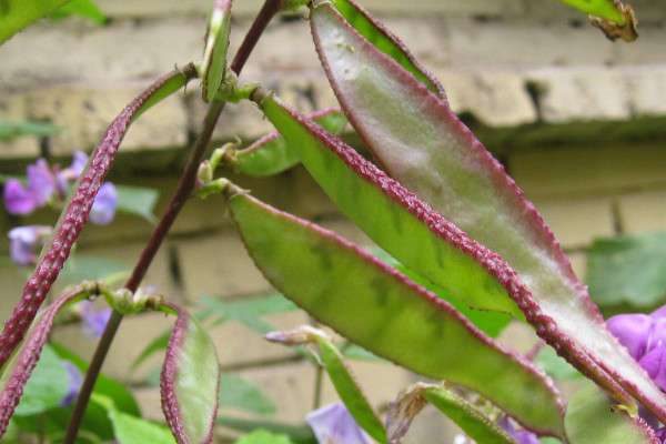 梅豆种植时间及技术要点