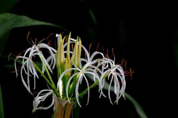 文殊兰的根什么样